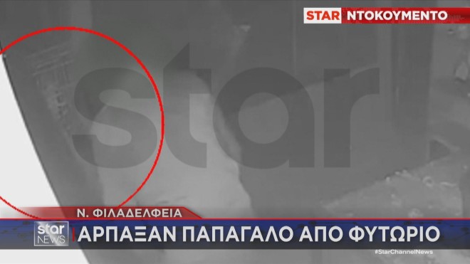 Κλοπή παπαγάλου από φυτώριο  