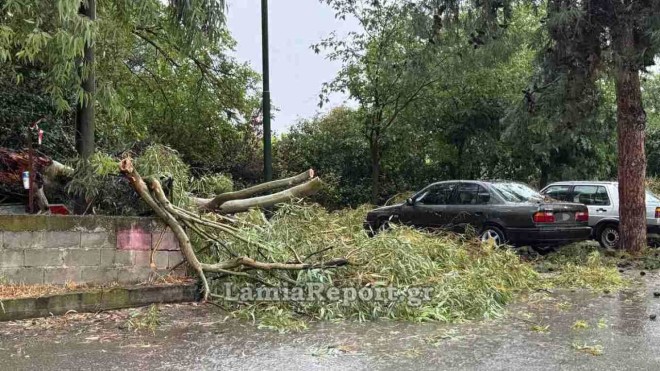 Δέντρα έπεσαν στη Λαμία εξαιτίας της κακοκαιρίας - LamiaReport.gr