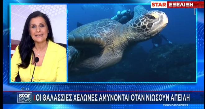 Θαλάσσια χελώνα δάγκωσε λουόμενη – Τραυματίστηκε σοβαρά