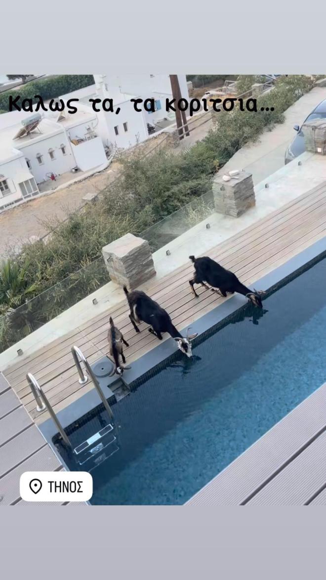 Η ανάρτηση του Γιώργου Λιάγκα με τις κατσικούλες