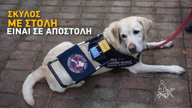 «Όταν Φοράω Στολή Είμαι σε Αποστολή»: Νέα καμπάνια για τους σκύλους οδηγούς