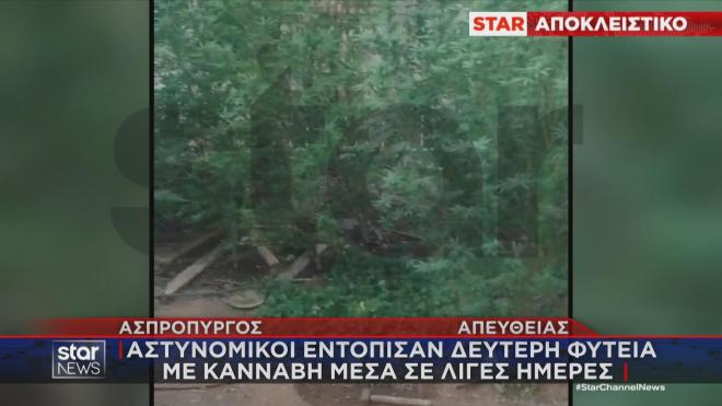 Ασπρόπυργος: Δεύτερη φυτεία με κάνναβη μέσα σε λίγες ημέρες εντόπισε η ΕΛ.ΑΣ.  