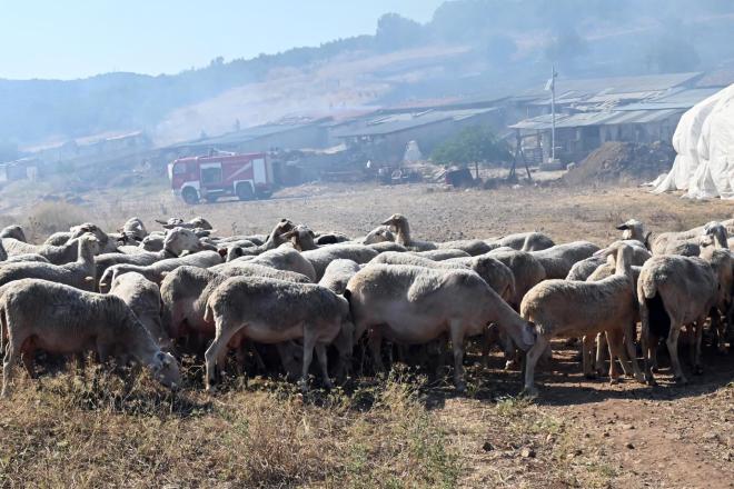 Μέτρα δέκα ημερών εξήγγειλε το υπουργείο Αγροτικής Ανάπτυξης για τον περιορισμό της ευλογιάς των αιγοπροβάτων - Eurokinissi