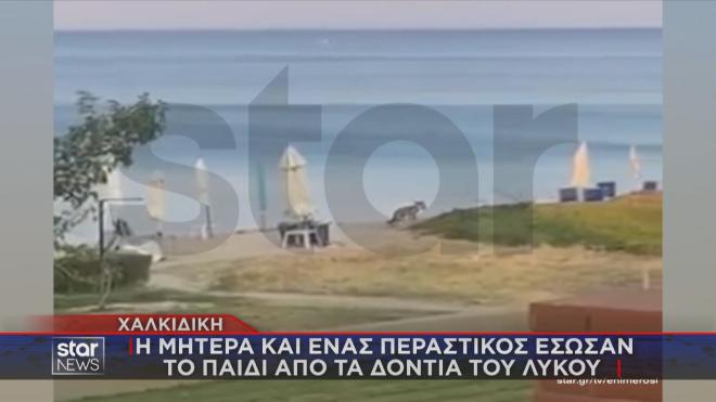 Ο λύκος που επιτέθηκε στην 5χρονη στην παραλία 