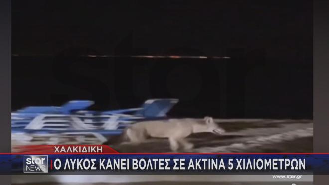 Ο λύκος σε διαφορετική παραλία της Χαλκιδικής 