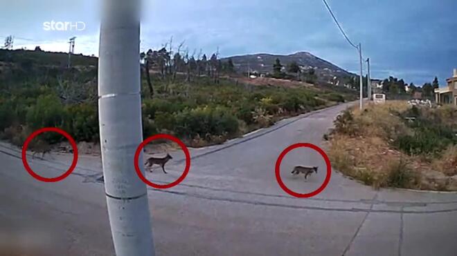 Λύκοι στην Ιπποκράτειο Πολιτεία