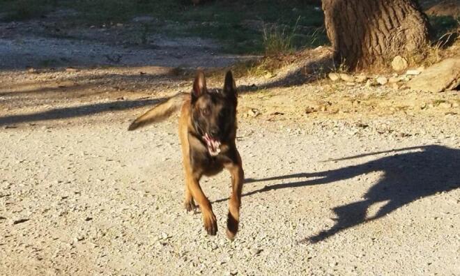 ο σκύλος Echo 3