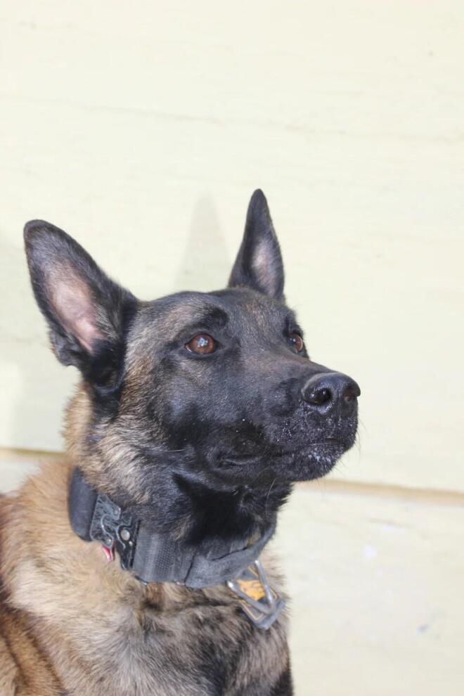 ο σκύλος Echo 2