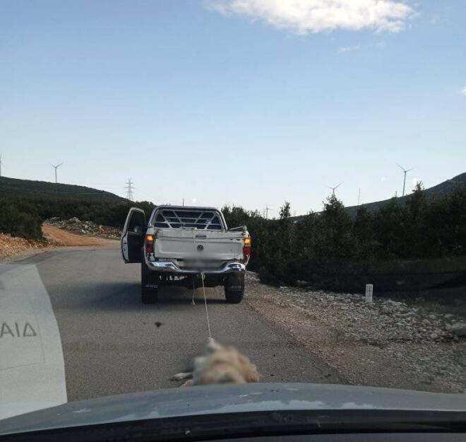 Άγρια κακοποίηση σκύλου στη Λιβαδειά