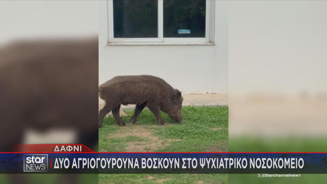 Αγριογούρουνα βόσκουν στο ψυχιατρικό νοσοκομείο στο Δαφνί  