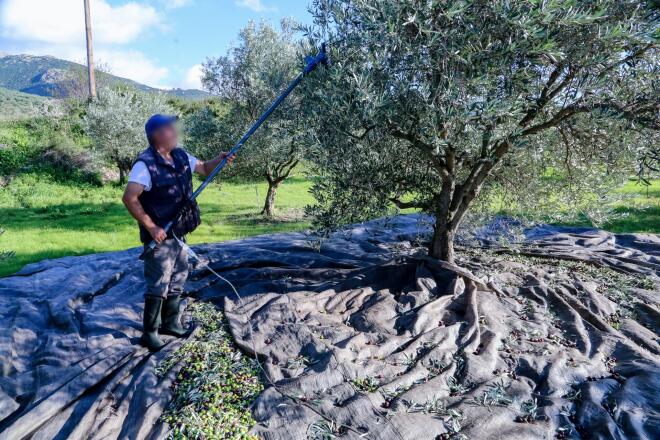Ελαιοκομικό μητρώο: Πώς γίνεται η εγγραφή και η δήλωση - Τα δικαιολογητικά