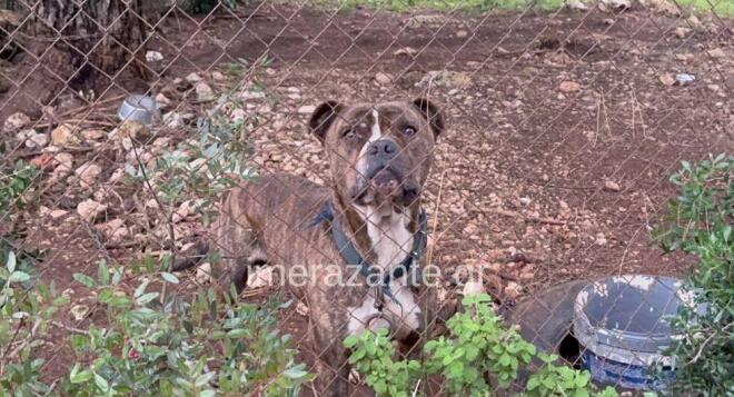 O σκύλος που επιτέθηκε στο δίχρονο αγοράκι στη Ζάκυνθο - imerazante.gr