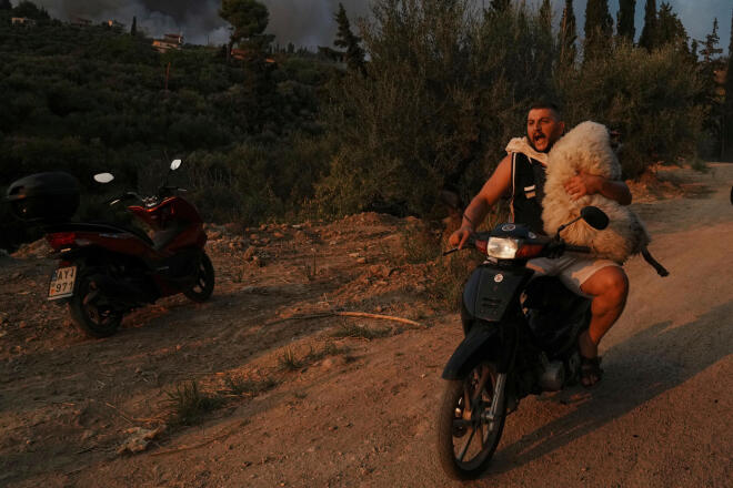 A man carries a sheep on a motorcycle during a wildfire in Patras, Greece, on Aug. 13, 2025. (AP Photo/Thanassis Stavrakis, File)
