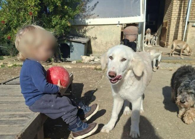 Ζάκυνθος αγοράκι νεκρό από σκύλο 1