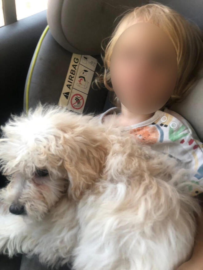 Ζάκυνθος αγοράκι νεκρό από σκύλο 4