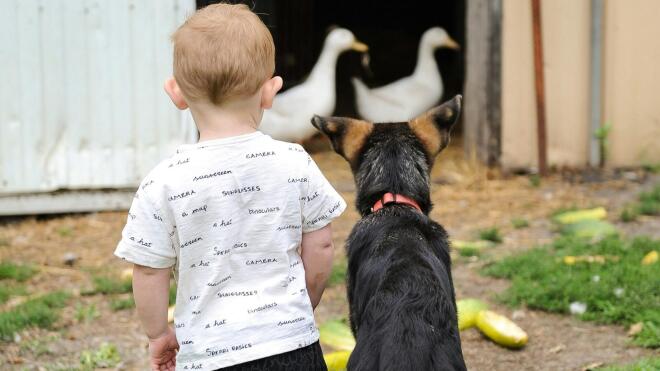 Η ηλικιακή ομάδα 60-69 ετών εμφάνισε τη μεγαλύτερη συχνότητα δαγκωμάτων (29/100.000), ενώ τα παιδιά 1-9 ετών τη χαμηλότερη (11/100.000)