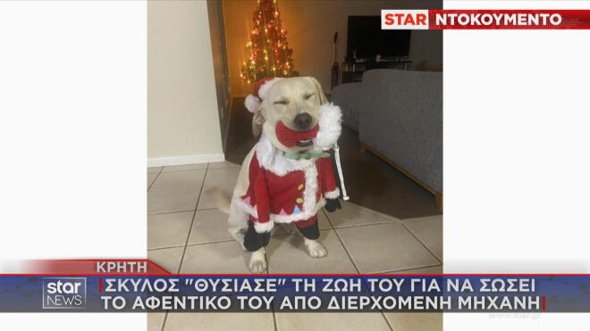 H Λάιλα έγινε «ασπίδα» για να σώσει το αφεντικό της απο τροχαίο