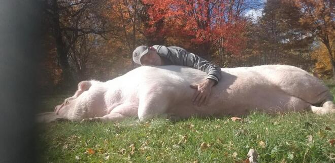 Το γουρούνι σώθηκε από τη σφαγή και μεγαλώνει στο σπίτι του ζευγαριού - profimedia