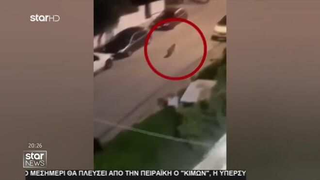 Λύκος κάνει βόλτες στο Χαϊδάρι