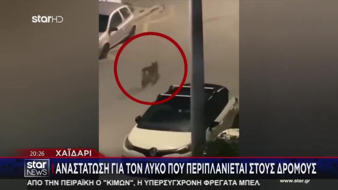 Ο λύκος έκανε τη βόλτα του στον δρόμο. 