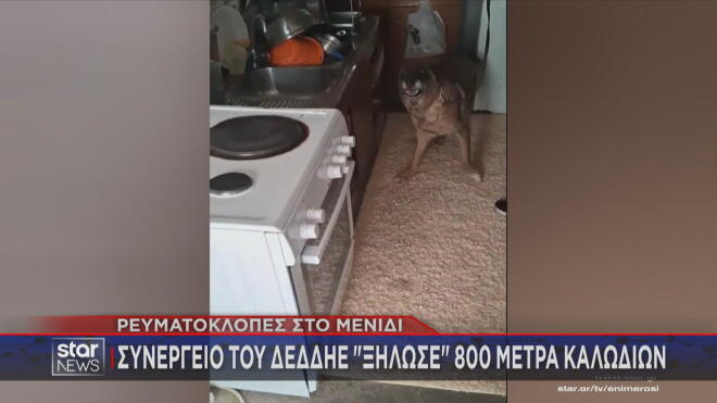 Αστυνομικός σκύλος συμμετέχει στις έρευνες για ρευματοκλοπή στο Μενίδι  