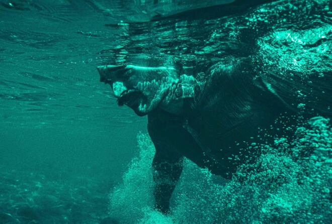 Η Φώκια - Από 1η Μαρτίου στο θέατρο Άβατον με τον Βλάση Πασιούδη