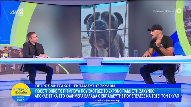 Υιοθετήθηκε το pitbull που σκότωσε το 2χρονο αγοράκι στη Ζάκυνθο
