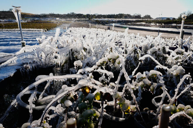 Φλόριντα: Φυτά καλυμμένα με πάγο -AP Photo/John Raoux