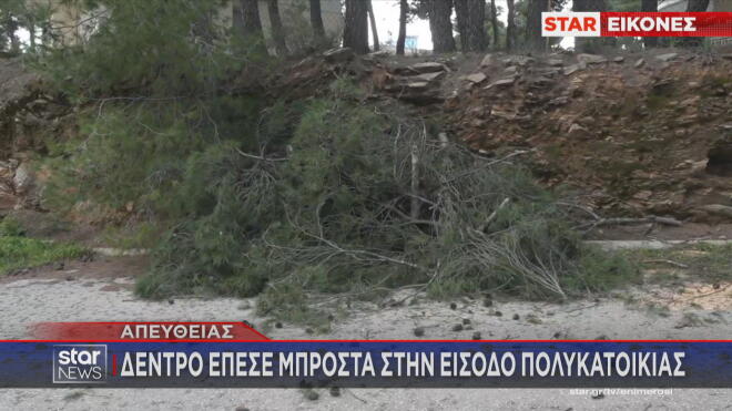 Δέντρο σε είσοδο πολυκατοικίας 