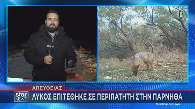 Λύκος επιτέθηκε σε περιπατητή στην Πάρνηθα