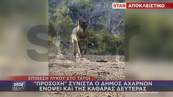 Επίθεση λύκου στο Τατόι