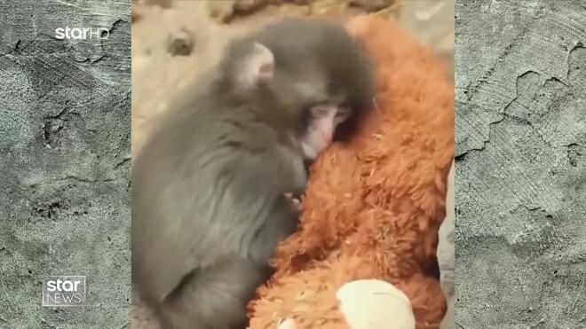 Viral το μαϊμουδάκι που βρήκε παρηγοριά σε ένα λούτρινο αρκουδάκι