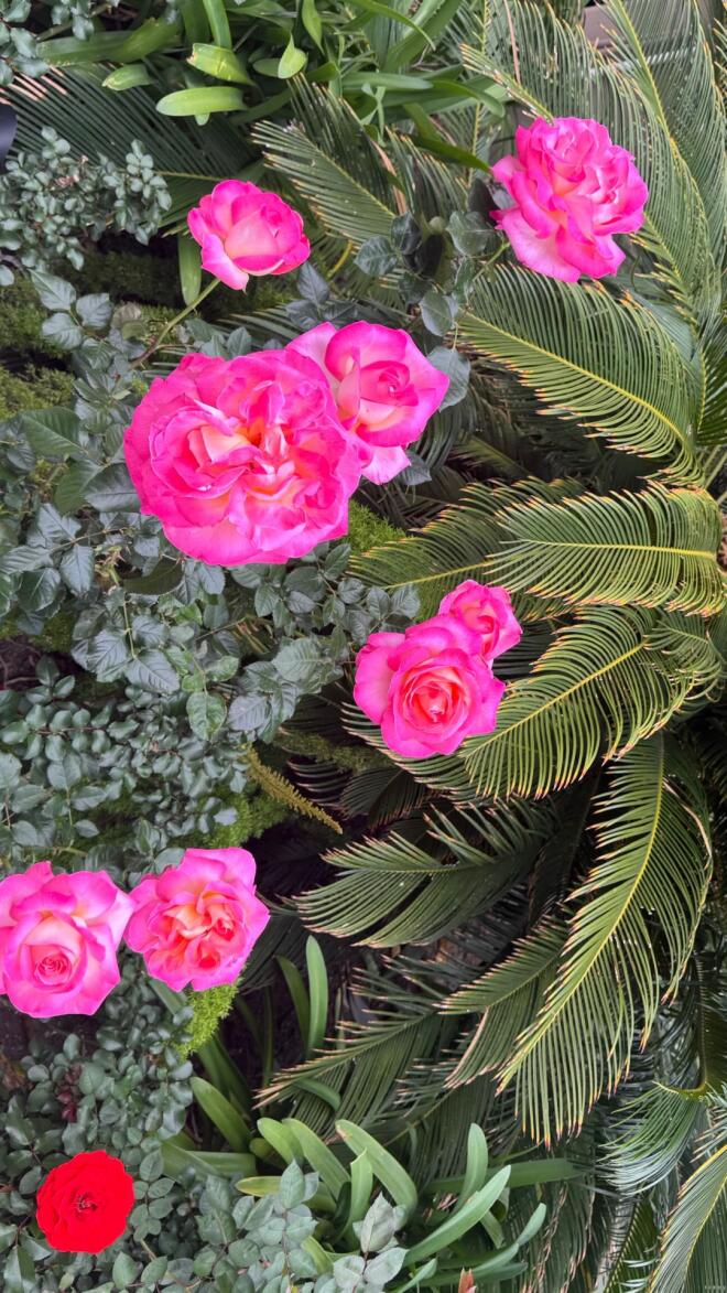 Κλέλια Ανδριολάτου: Είναι το απόλυτο California girl - Τι κάνει στο L.A.;