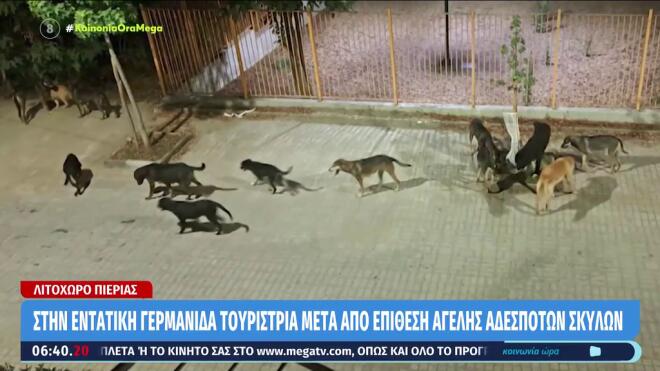 Λιτόχωρο: Eπίθεση σε τουρίστρια από αγέλη σκύλων / βίντεο Κοινωνία Ώρα Mega