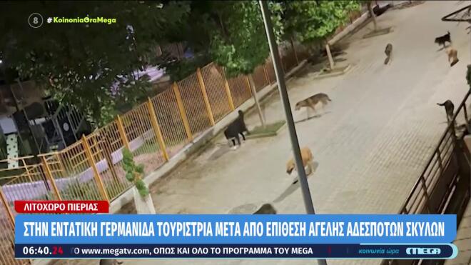 Λιτόχωρο: Eπίθεση σε τουρίστρια από αγέλη σκύλων / βίντεο Κοινωνία Ώρα Mega