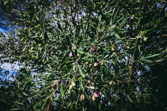 ελαιοκομικό μητρώο 3