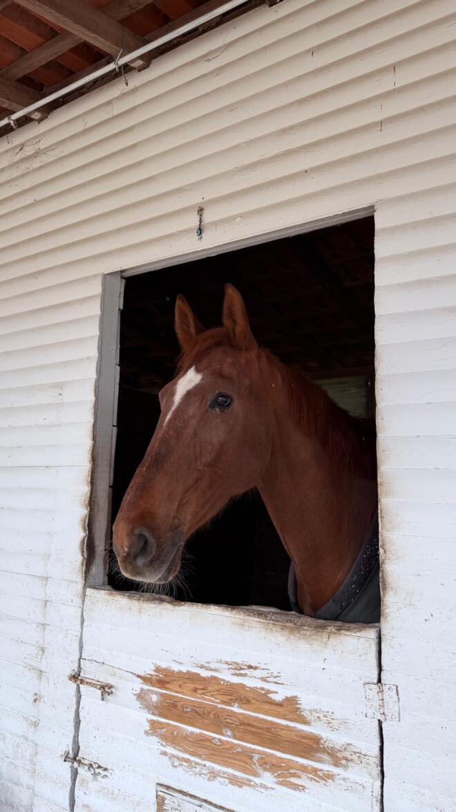 Στη φύση με τον γιο της: Η Ιωάννα Τούνη ανακαλύπτει τη χαρά της ιππασίας