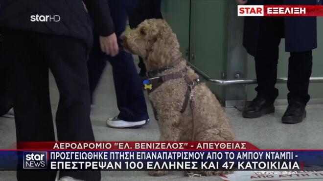 Πτήση επαναπατρισμού Ελλήνων με κατοικίδια