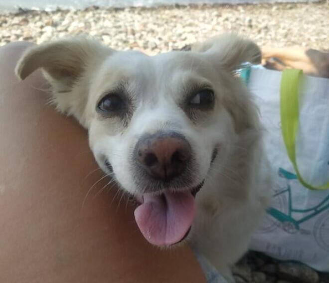 Η Σπίθα μου: ένα αφιέρωμα σε έναν σκύλο που αγάπησε χωρίς όρους, δίδαξε πίστη και αφοσίωση και έγινε οικογένεια για πάντα