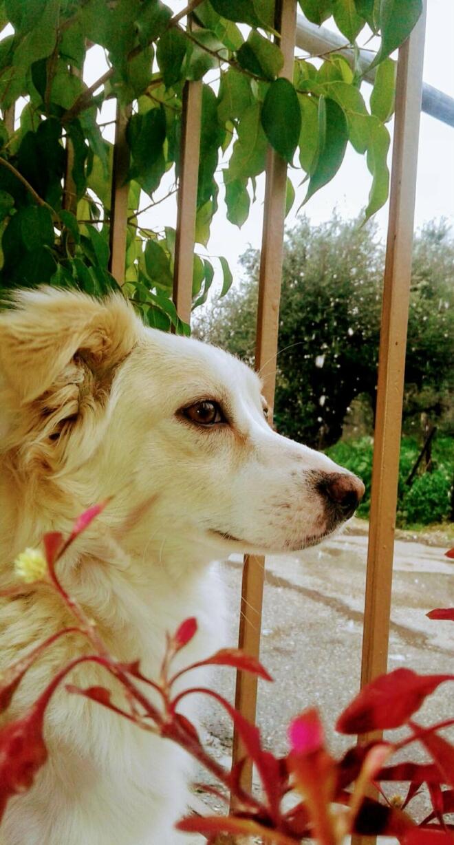 Η Σπίθα μου: ένα αφιέρωμα σε έναν σκύλο που αγάπησε χωρίς όρους, δίδαξε πίστη και αφοσίωση και έγινε οικογένεια για πάντα