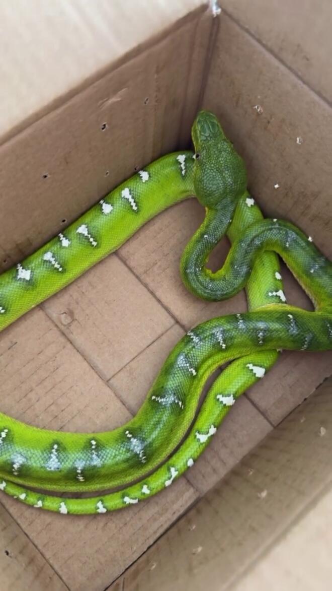 Το νέο φίδι που πήρε για το terrarium του ο Δημήτρης Αλεξάνδρου/ instagram