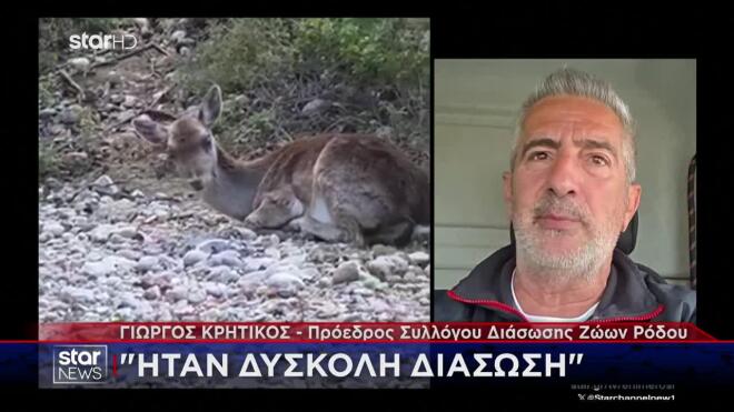 Ρόδος: Συγκινητική διάσωση τυφλής ελαφίνας