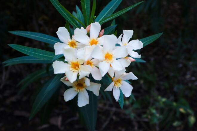 Η δηλητηρίαση από πικροδάφνες μπορεί να επηρεάσει πολλά μέρη του σώματος, συμπεριλαμβανομένων του καρδιαγγειακού, γαστρεντερικού και νευρικού συστήματος, καθώς επίσης το δέρμα και τους οφθαλμούς / Φωτογραφία: Unsplash.com