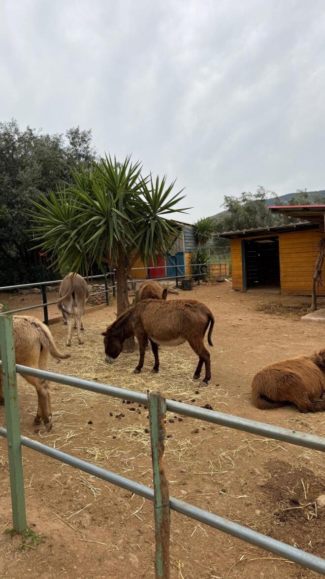 Κωνσταντίνα Σπυροπούλου: Βόλτα με τα αγόρια της στον ζωολογικό κήπο