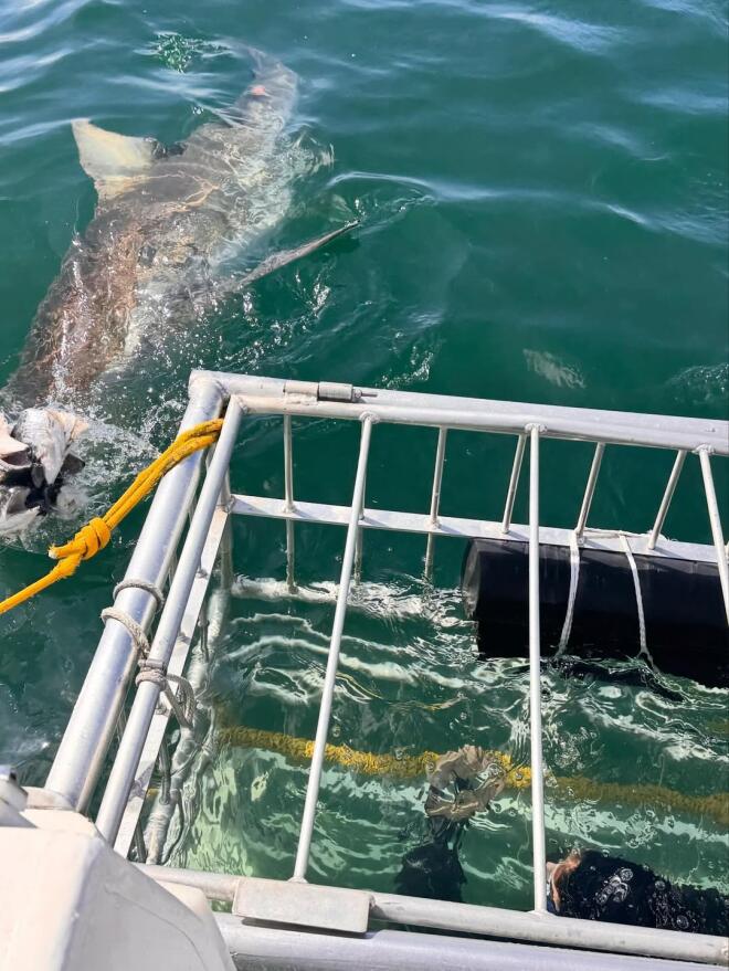 Χρουσαλά: Το ταξίδι στο Cape Town & η κατάδυση δίπλα σε λευκούς καρχαρίες