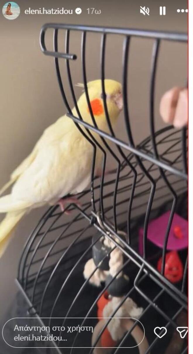 Χατζίδου: Δείτε τα υπέροχα ζωάκια που έχει στο σπίτι της