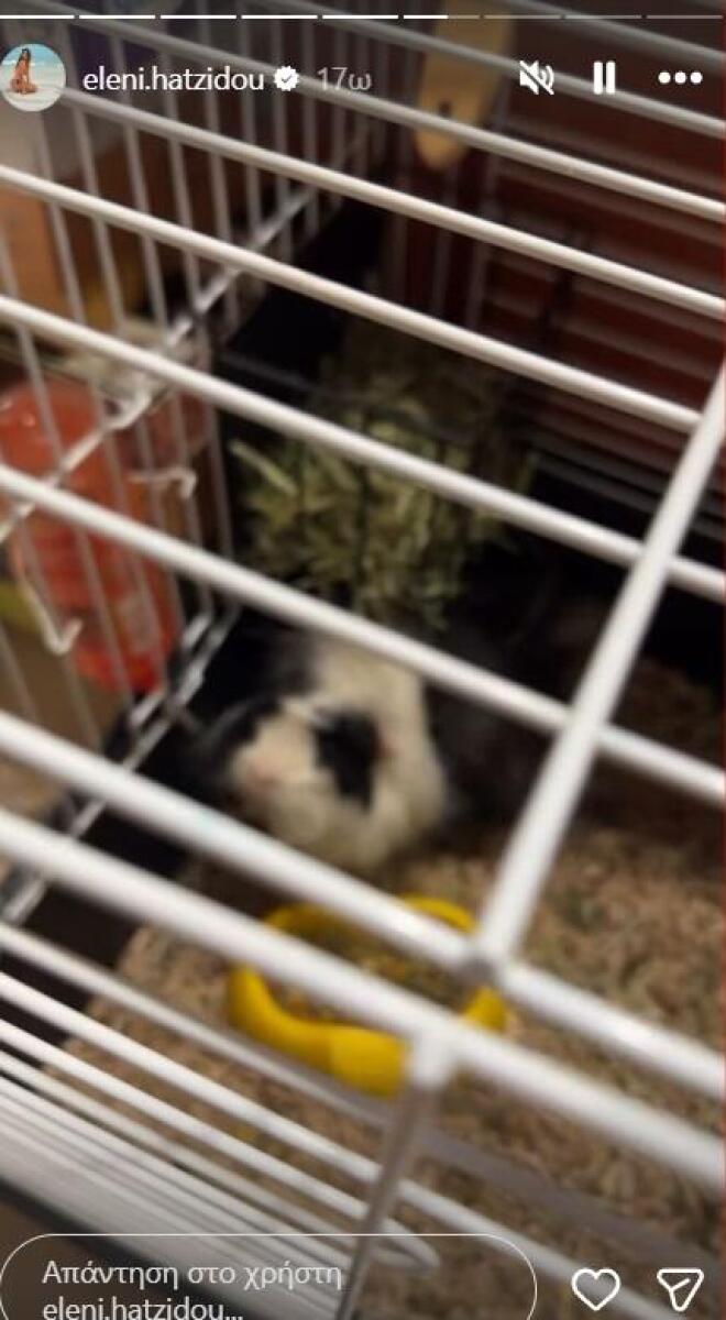 Χατζίδου: Δείτε τα υπέροχα ζωάκια που έχει στο σπίτι της