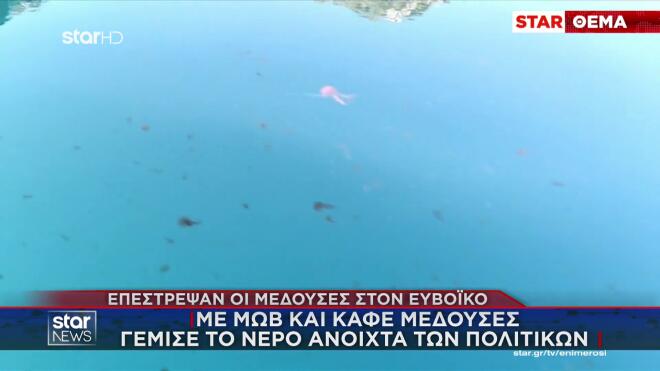 Μέδουσες: Eπανεμφανίστηκαν στις ελληνικές θάλασσες- «Στρατιές» στον Ευβοϊκό
