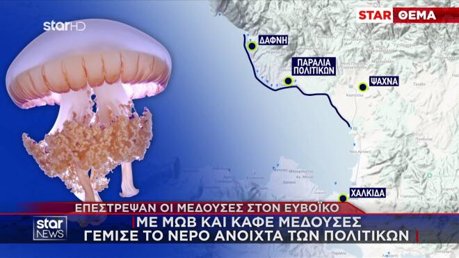 Μέδουσες: Eπανεμφανίστηκαν στις ελληνικές θάλασσες- «Στρατιές» στον Ευβοϊκό