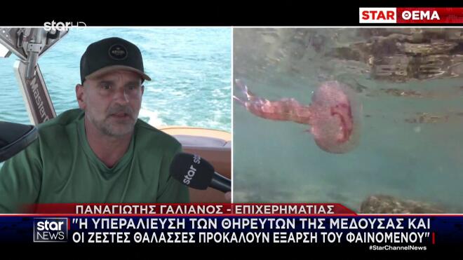 Μέδουσες: Eπανεμφανίστηκαν στις ελληνικές θάλασσες- «Στρατιές» στον Ευβοϊκό